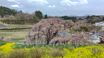 三春滝桜05