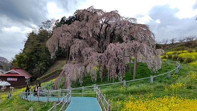 三春滝桜09