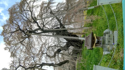 三春滝桜10
