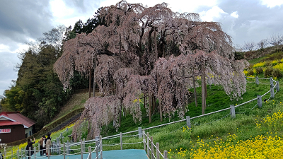 三春滝桜11