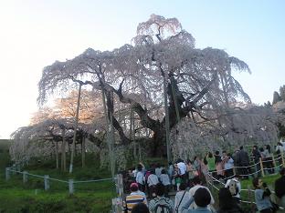 滝桜1