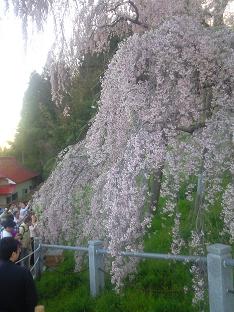 滝桜2